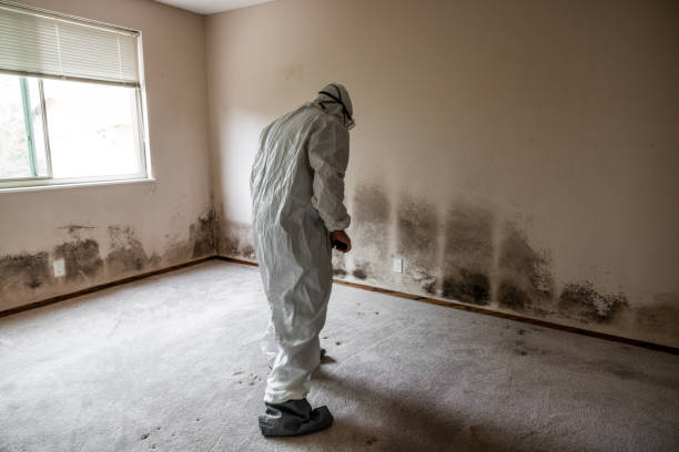 Best Basement Mold Removal  in Somonauk, IL